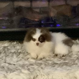 Pomeranian Puppies from Heartlove Poms