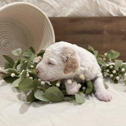Boy 3 - male Aussiedoodle puppy in Rainbow City, Alabama from Creek Bend Farm