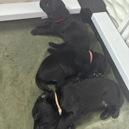 Labrador Retriever Puppies from Dawn's Labrador Retrievers