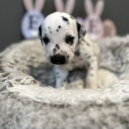Blue - White and black Dalmatian puppy in Lafayette, Louisiana from Zydeco Dalmatians