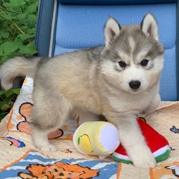 Siberian Husky Puppies from Canace Siberians
