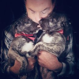 Irish Wolfhound Puppies from Westover Wolfhounds