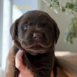 Rubble - Chocolate male Labrador Retriever puppy in Tomahawk, Wisconsin from Mahner Labs