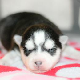 Skye - Black and white female Pomsky puppy in Bremen, Indiana from AMS Pomeranians and Pomskies in Indiana