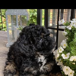 Poodle Puppies from Emmino Poodles