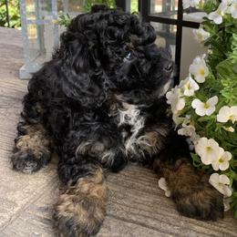Poodle Puppies from Emmino Poodles