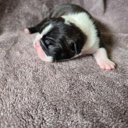 Kylo - Brindle and white male Boston Terrier puppy in Chickamauga, Georgia from Aiguier's Bostons