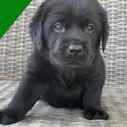 Boy 2 - Black male Labrador Retriever puppy in Wilson’s, Virginia from Cedar Hill Farm Labradors