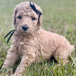 Miss Black Collar - Apricot female Poodle puppy in Screven, Georgia from Dreamland Standard Poodles
