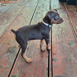 Miniature Pinscher Puppies from K&J's Min Pins Of Grand Lake