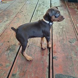Miniature Pinscher Puppies from K&J's Min Pins Of Grand Lake