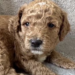 Goldendoodles from Pawsome Pups