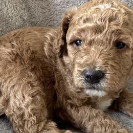 Goldendoodles from Pawsome Pups