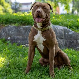Niko - American Pit Bull Terrier