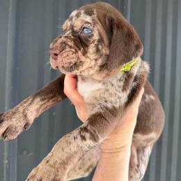 Male 2 lime green collar - Red merle male Catahoula Leopard Dog puppy in Manchester, Tennessee from Middle TN Leopard Catahoulas and Middle TN Bassett Hounds