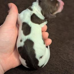 Vixen - Piebald female Dachshund puppy in Box Elder, South Dakota from Bee Sweet Dachshunds