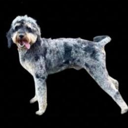 Cowboy - Aussiedoodle