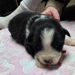 Luke - Black tri male Miniature Australian Shepherd puppy in Leonard, Texas from Tin Roof Aussies