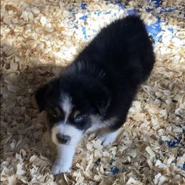 Boy 1 - Black tri-color Australian Shepherd puppy in Seffner, Florida from Soggy Bottom Farms