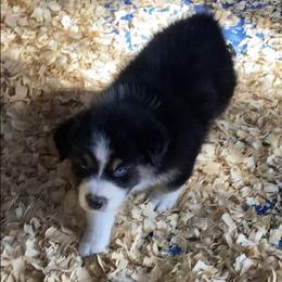 Boy 1 - Black tri-color Australian Shepherd puppy in Seffner, Florida from Soggy Bottom Farms