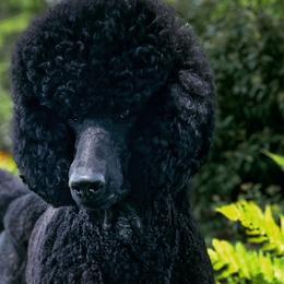 Lingo - Poodle