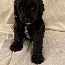 Double Doodle Puppies from Southern Sunshine Doodles 🩷