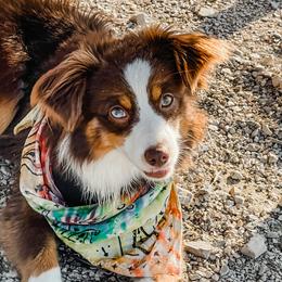 River - Toy Australian Shepherd