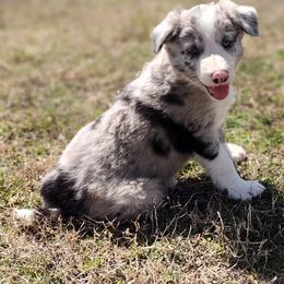Border Collie Puppies from Bond Border Collies