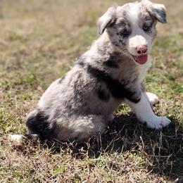 Border Collie Puppies from Bond Border Collies