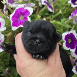Black girl - Black female Shih Tzu puppy in Vinita, Oklahoma from Locust Creek Shih Tzu & Havanese