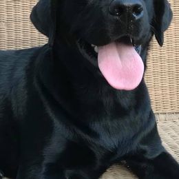Labrador Retrievers from Doubleview Labs