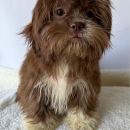 Boots - Liver and white male Shih Tzu puppy in Ocala, Florida from Mimi's Shih-tzus of Ocala