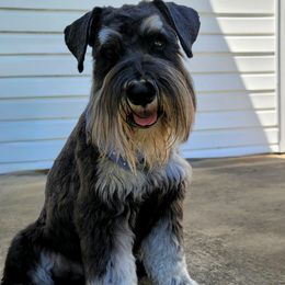 Merlin - Miniature Schnauzer
