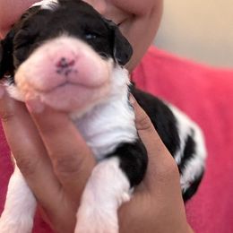 Boy 1 - Sheepadoodle puppy from Redcay's Mini Bernedoodles