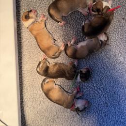 Red Collar - Sable female Pembroke Welsh Corgi puppy in Wheatland, California from Emerald Corgis