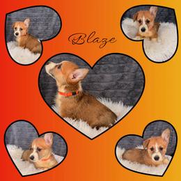 Blaze - Red male Pembroke Welsh Corgi puppy in Kiowa, Colorado from Cool Water Corgis LLC