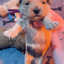 Assorted Doodle Crosses, Bernedoodle, Cockapoo, Labradoodle, and Sheepadoodle Puppies from Greenview Puppies