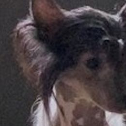 Chinese Cresteds from Chinese Checkers Chinese Cresteds