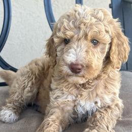 Willow - Apricot female Poodle puppy in Tucson, Arizona from Desert Doodles + Poodles