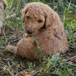 Pearl - Silver-beige  male Poodle puppy in Kapaa, Hawaii from Kauai Poodles