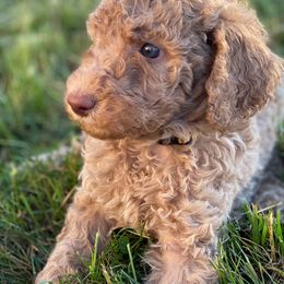 Labradoodle Puppies from Bigfoot Doodles
