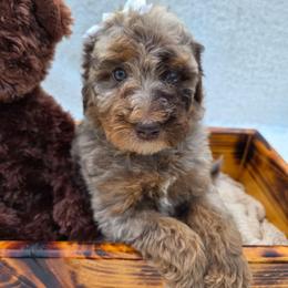 Sundance - Brown merle female Aussiedoodle puppy in Haleyville, Alabama from The Cuddly Dood Ranch