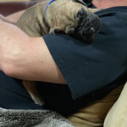 Great Dane Puppies from Paxton Great Danes
