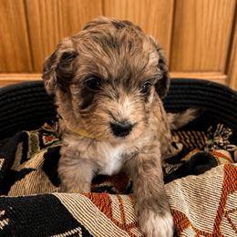 Elsa - Blue merle female Aussiedoodle puppy in Abbeville, South Carolina from Double E Doodles