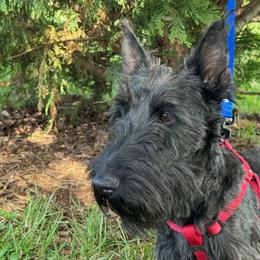 Stella - Scottish Terrier