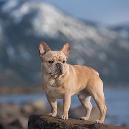 French Bulldogs from Sierra Frenchies
