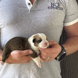 Winnie - Male 4 - Fawn male Pembroke Welsh Corgi puppy in Jefferson, South Carolina from Blue Creek Farms