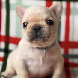Juneau - French Bulldog puppy from LaBelle Bulldogs