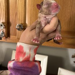 Boy 1 - Red merle Miniature Australian Shepherd puppy in Buchanan, Georgia from Stanleyville Farm Mini Aussies