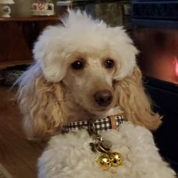 Lexi - Poodle